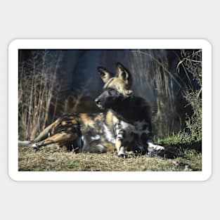 African Painted Dog Sticker